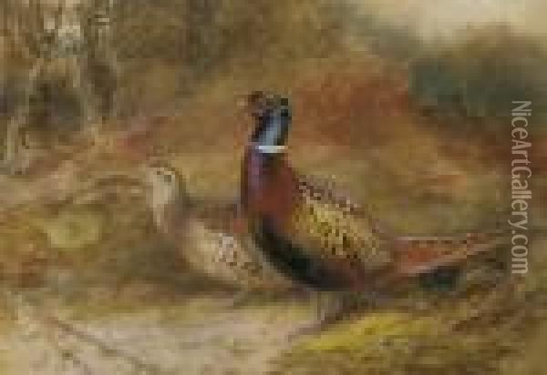 A Cock And Hen Pheasant In A Woodland Glade Oil Painting - Charles Whymper