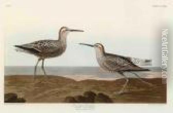 Long-legged Sandpiper Oil Painting - John James Audubon