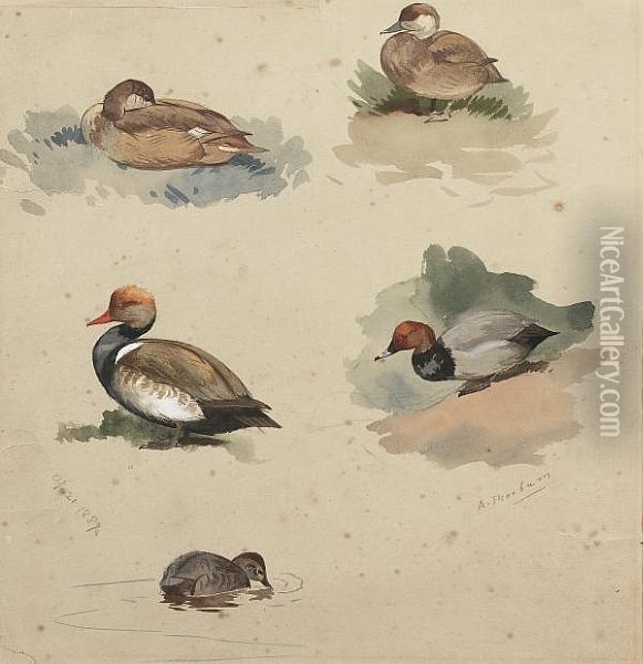 Studies Of Pochard And Red-crested Pochard Oil Painting - Archibald Thorburn