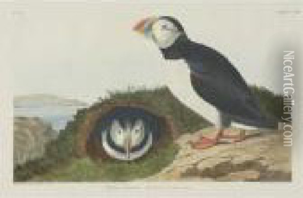 Puffin; And Foolish Guillemot (plates Ccxii And Ccxviii) Oil Painting - John James Audubon