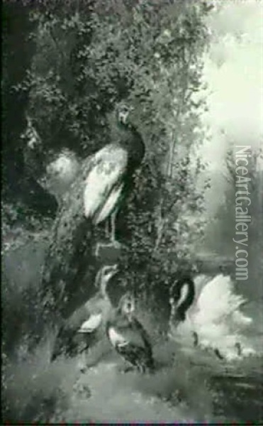 Pfauen, Schwan Und Enten Am Wasser Oil Painting - Julius Scheuerer