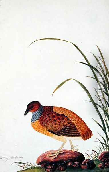 Boorong Door-lanting, from 'Drawings of Birds from Malacca', c.1805-18 Oil Painting - Anonymous Artist