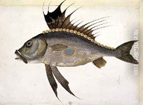 Fish Oil Painting - Jacopo Ligozzi