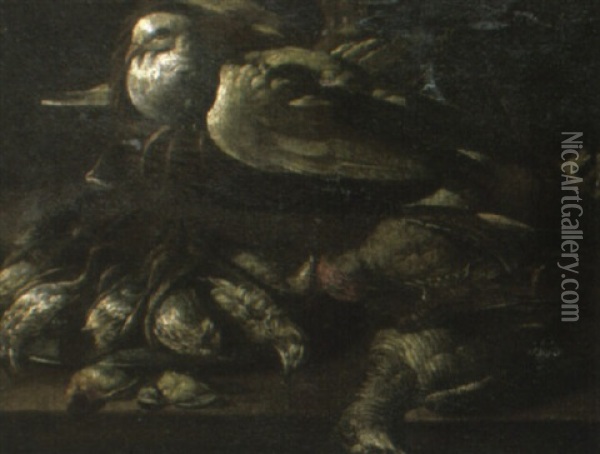 A Dove Nestling In A Basket, Surrounded By Other Dead Birds On A Ledge Oil Painting - Felice Boselli