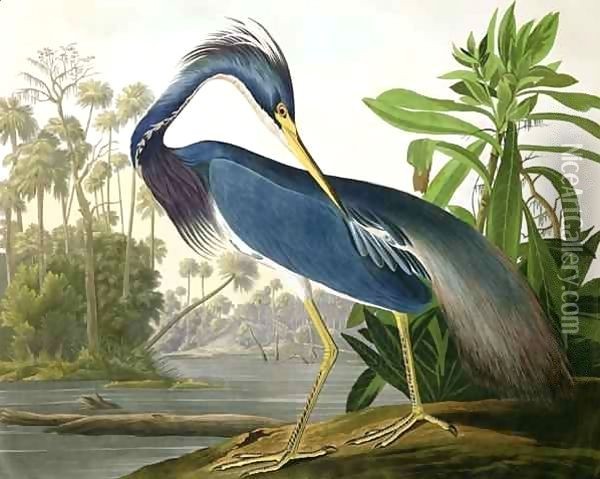 Louisiana Heron, from 'Birds of America' Oil Painting - John James Audubon