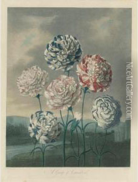 Temple Of Flora: A Group Of Carnations Oil Painting - Robert John, Dr. Thornton