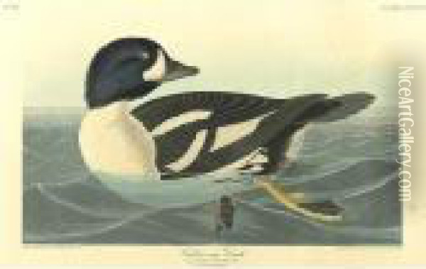 Golden-eye Duck; And Common Gull (plates Ccxii; And Cccciii) Oil Painting - John James Audubon