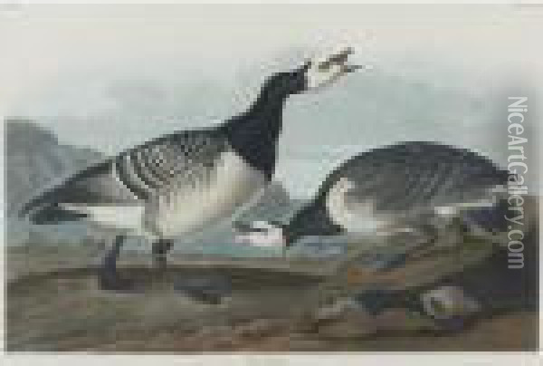 Barnacle Goose And Harlequin Duck (plates Ccxcvi And Ccxcvii) Oil Painting - John James Audubon