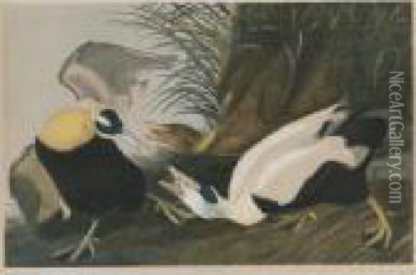 Eider Duck (plate 405) Oil Painting - John James Audubon