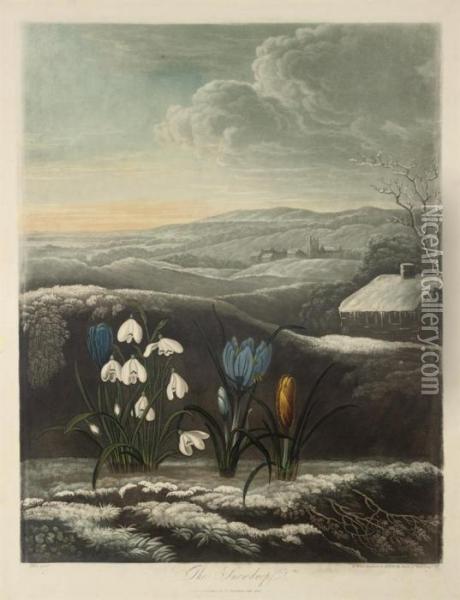 The Snowdrop Oil Painting - William I Ward