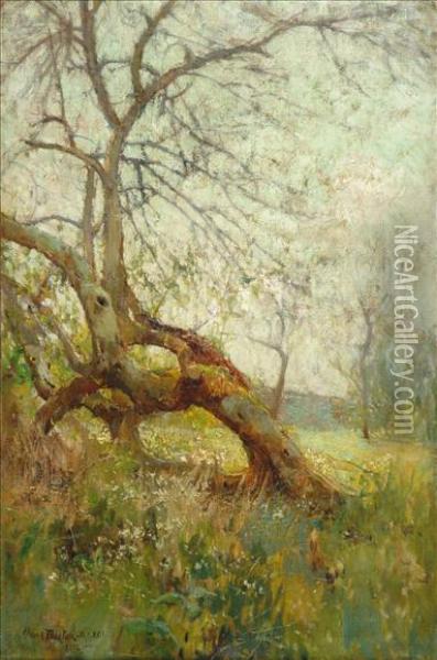 Study Of Trees Oil Painting - Adam Edwin Proctor