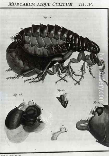Table IV of Flies and Fleas Oil Painting - Johannes Augustin Rosel von Rosenhof