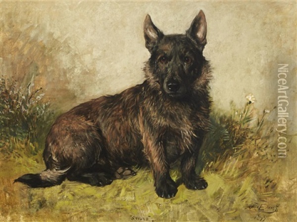 Spider, Portrait Of A Scottish Terrier Oil Painting - John Emms