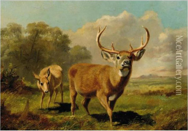 Buck And Doe Oil Painting - Arthur Fitzwilliam Tait