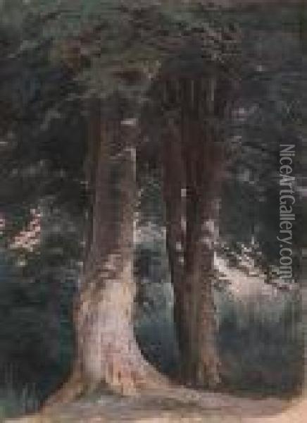 Beech Trees Oil Painting - Robert Gavin