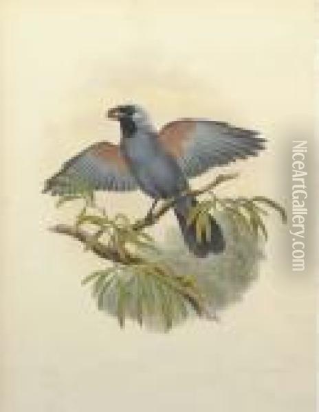 Birds Of Paradise: Four Plates Oil Painting - John H. Gould
