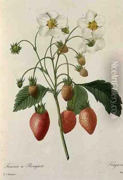 Fragaria Strawberry, engraved by Chapuis, from Choix des Plus Belles Fleurs, 1827-33 Oil Painting - Pierre-Joseph Redoute