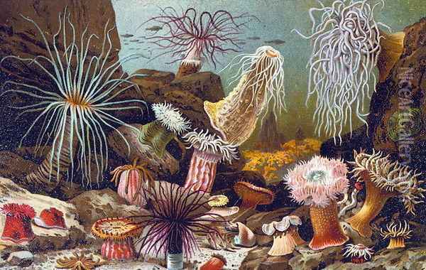 Sea Anemones, from a Hungarian natural history book, c.1900 Oil Painting - Alfred Brehm