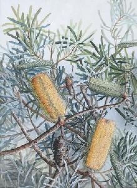 Banksias Oil Painting - Marian Ellis Rowan