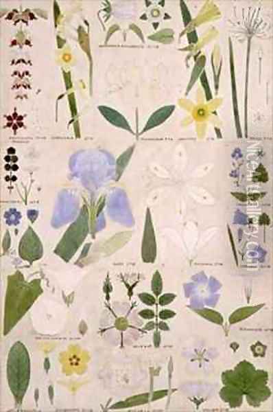 Botanical illustration Oil Painting - Christopher Dresser