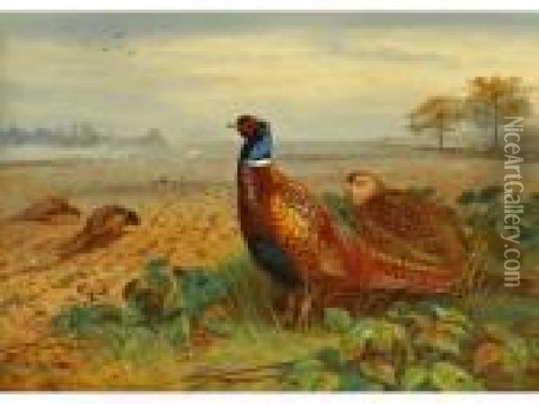 Pheasantsin A Field Oil Painting - Archibald Thorburn