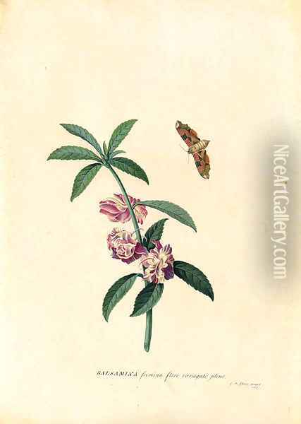 Balsamina (Balsam) and a hovering Moth Oil Painting - Georg Dionysius Ehret