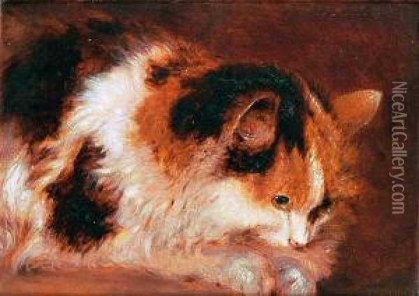 A Favourite Cat Oil Painting - Benjamin Barker Of Bath