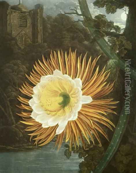 The Night Blowing Cereus or Night-flowering Cactus, engraved by Dunkarton, from The Temple of Flora by Robert Thornton, pub. 1800 Oil Painting - Reinagle, P. & Pether, A.