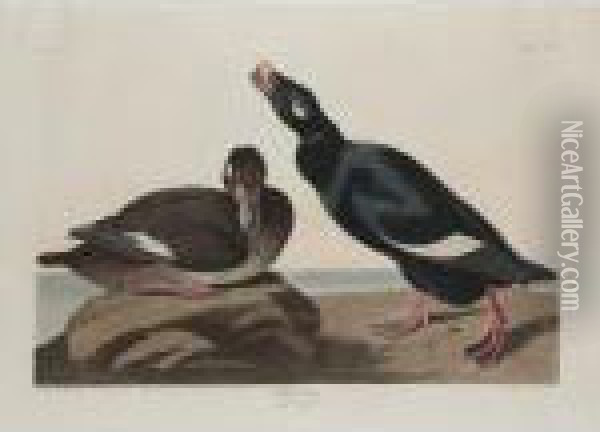 Velvet Duck; And Richardson's Jaguar Oil Painting - John James Audubon