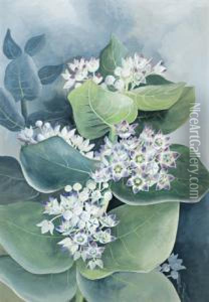 Flower Study Oil Painting - Marian Ellis Rowan
