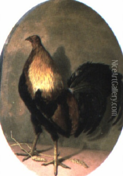 A Cockeral Oil Painting - Eliot Thomas Yorke