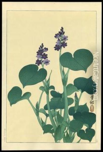Purple Flowering Hosta Oil Painting - Ohara Koson