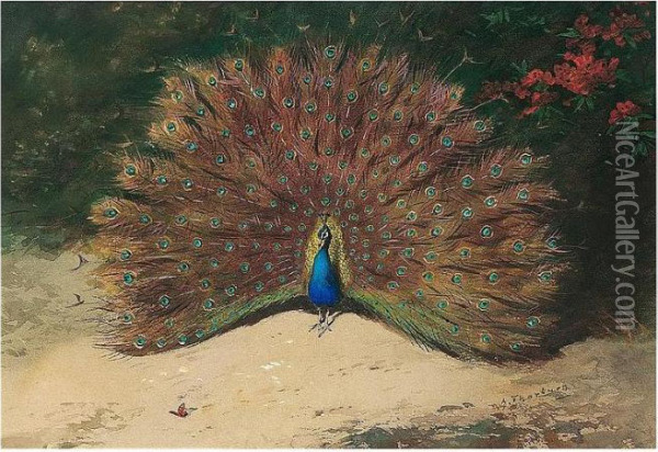 Peacock And Butterfly Oil Painting - Archibald Thorburn