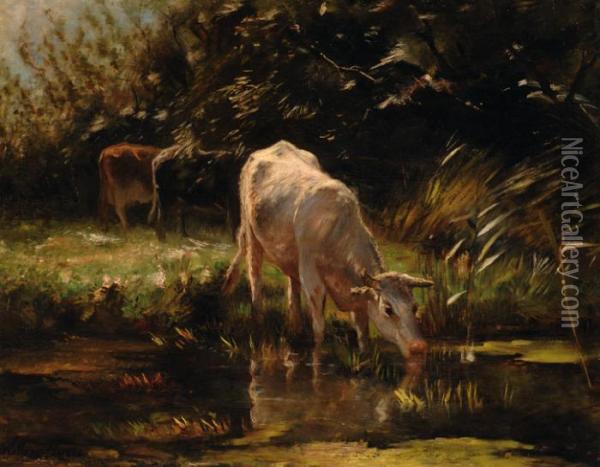 A Calf Drinking From Apond Oil Painting - Willem Maris