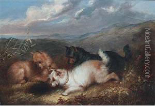 Terriers At A Rabbit Hole Oil Painting - George Armfield