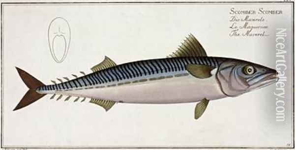Mackerel Scomber Scomber Oil Painting - Andreas-Ludwig Kruger
