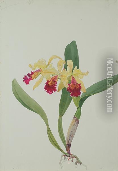 C. Edith G. Mclaine Orchid Oil Painting - Andrey Avinoff