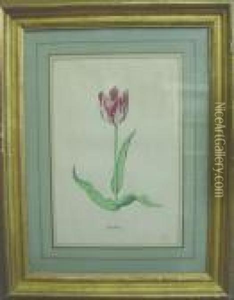 Tulip Oil Painting - Jacob Marrel