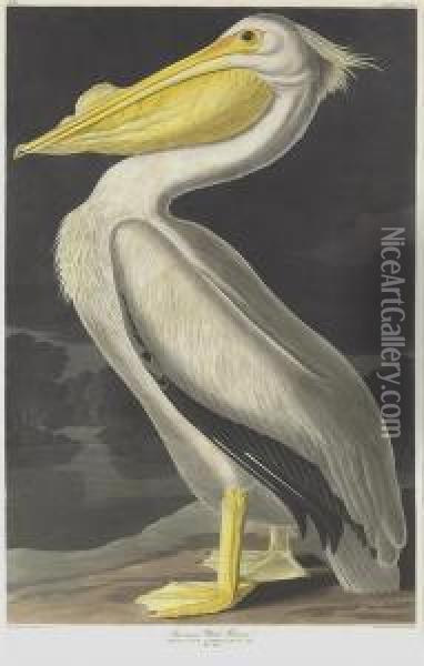 Pelicanus Americanus Oil Painting - Robert I Havell