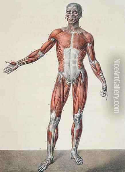 Anatomy of the human body 2 Oil Painting - Nicolas Henri Jacob