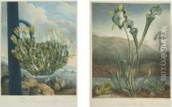 The American Aloe; American Bog-plants Oil Painting - Robert John, Dr. Thornton