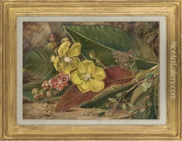 Wormia, Excelsior And Henna Oil Painting - Marianne North