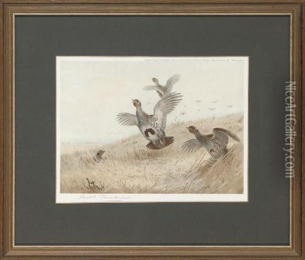 Partridge Taking Off; And Foraging Grouse Oil Painting - Archibald Thorburn