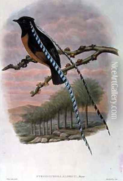 Pteridophora Alberti King of Saxony Bird of Paradise Oil Painting - William M. Hart