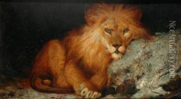 Lion Study Oil Painting - William Strutt