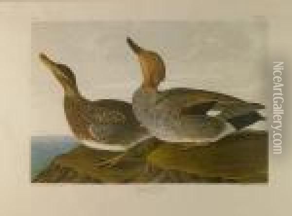 Gadwall Buck, (pl. 388) Oil Painting - John James Audubon