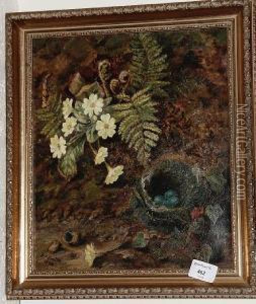 Primroses, Ferns And A Birds Nest On A Mossybank Oil Painting - Francis, Francesco Smith