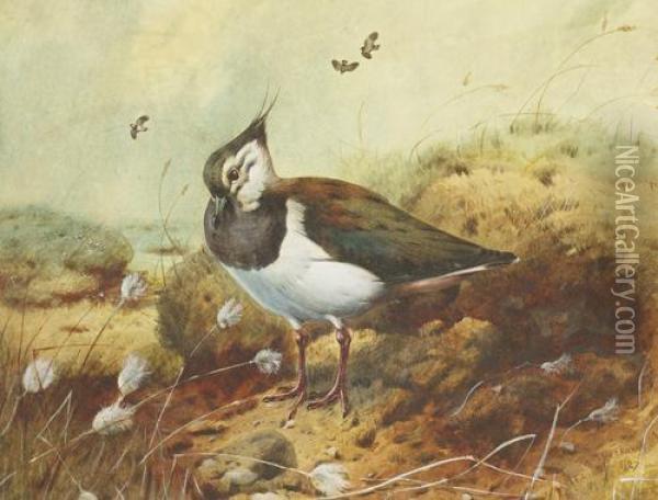 Lapwing Oil Painting - Archibald Thorburn