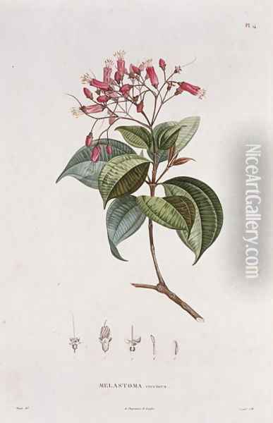 Melastoma coccinea, engraved by Bouquet, plate 14 from Part VI of Voyage to Equinoctial Regions of the New Continent by Friedrich, Baron von Humboldt 1769-1859 and Aime Bonpland 1773-1858 pub. 1806 Oil Painting - Pierre Jean Francois Turpin