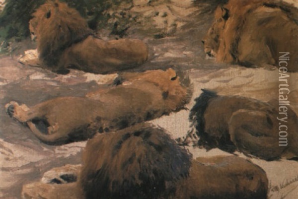 Studies Of A Lion Oil Painting - Wilhelm Friedrich Kuhnert